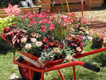 Close-up of potted plants