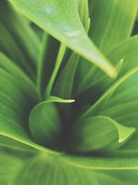 Full frame shot of green leaf