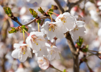 Close-up of cherry blossoms in spring