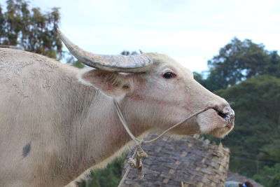 Close-up of cow against sky