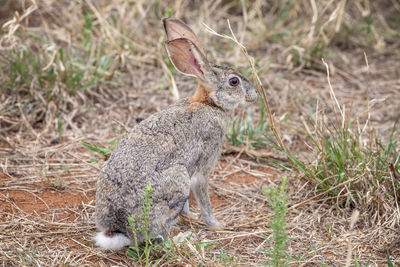 Close up view of hare in african savannah, madikwe game reserve, south africa