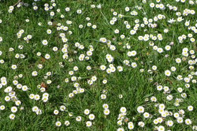 High angle view of white daisy flowers on field