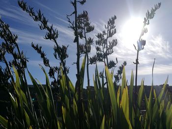 Low angle view of plants against sky during sunset