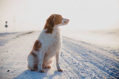 Dog looking away while sitting on snow covered field against clear sky