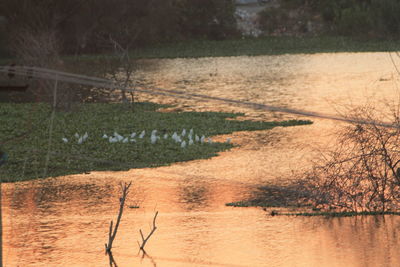 Scenic view of lake by trees