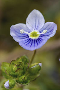 Close-up of purple flowering plant