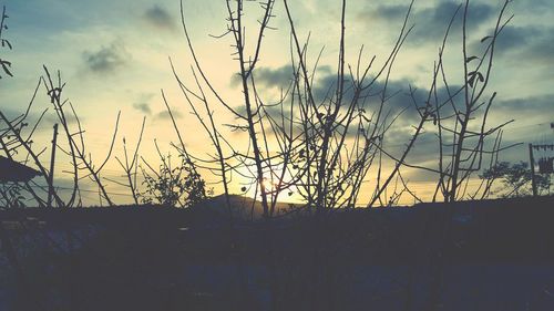 Plants at sunset