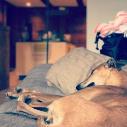 Close-up of dog relaxing on bed at home