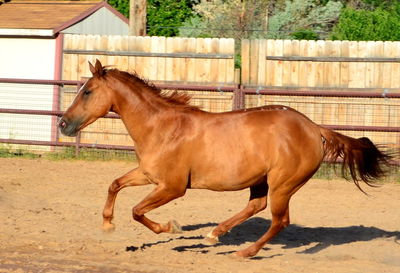 Horse running on field against fence