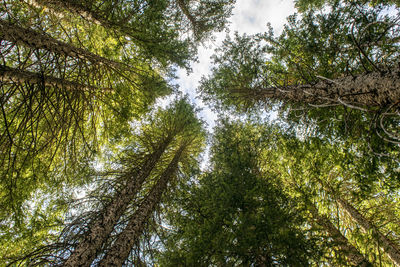 Low angle view of trees against sky