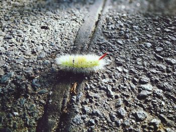 Close-up of insect