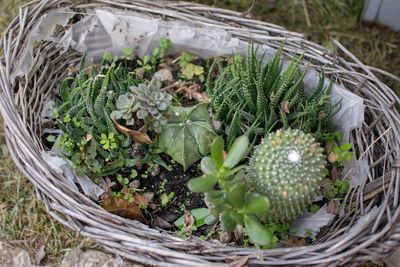 High angle view of succulent plants in basket