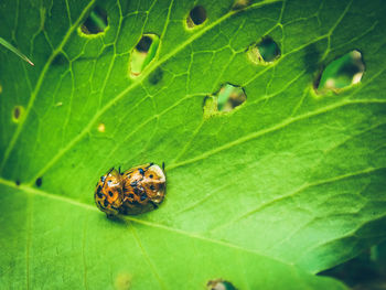 Close-up of insect on leaf