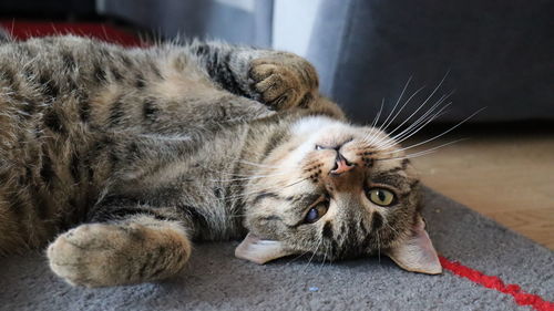 Close-up of a cat resting