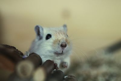 Close-up of white hamster