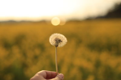 Cropped image of hand holding dandelion against field during sunset