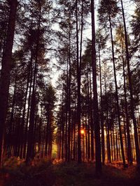 Low angle view of trees in forest against sky