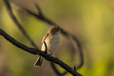 Close-up of bird perching on branch