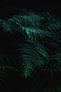 Full frame shot of fern and trees at night