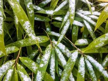 Full frame shot of fresh green plants