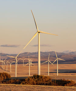 Wind turbines in a field with clear sky