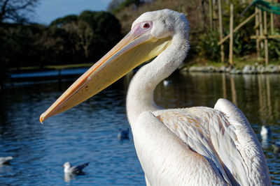 Close-up of swan on lake