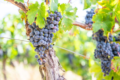 Close-up of grapes growing in vineyard