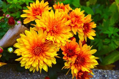 Close-up of yellow flower