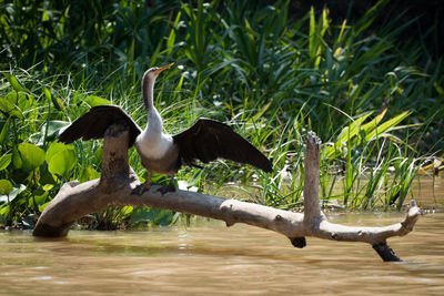 Duck in a bird