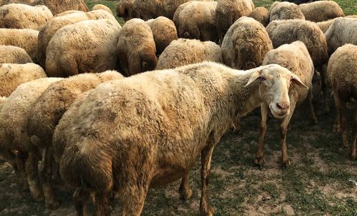 Sheep in farm