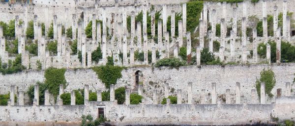 Close-up of plants against trees