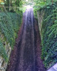 Close-up of fresh green plants in water
