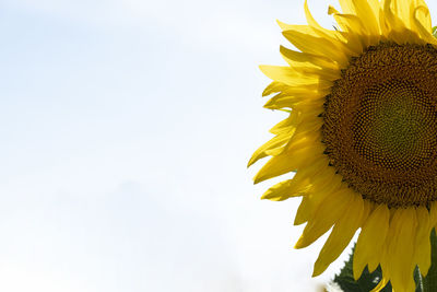 Close-up of sunflower against sky