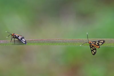 Close-up of insect on plant