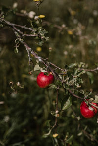 Close-up of apples hanging on tree