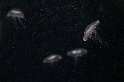 Close-up of jellyfish swimming in sea