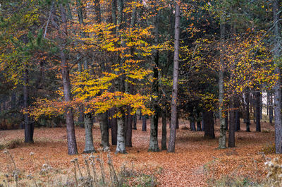 Trees in forest during autumn