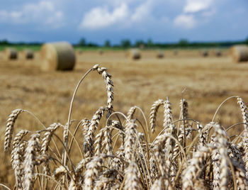 Close-up of wheat growing on field against sky