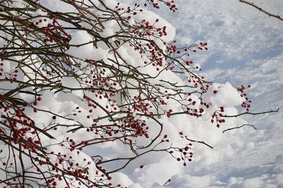 Low angle view of cherry blossoms against sky