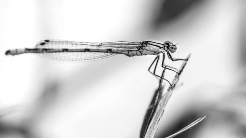 Close-up of a dragonfly