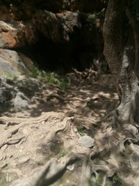 Close-up of tree trunk in forest