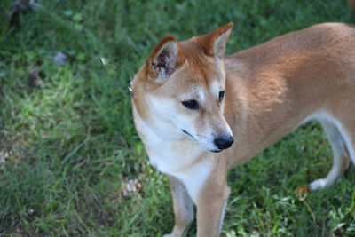 High angle view of dog on field