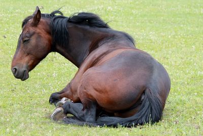 Horses on grassy field