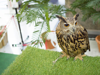 Portrait of owl perching on tree