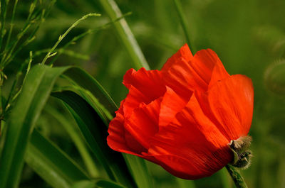 Close-up of red flower