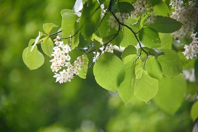 Close-up of flowering plant against tree branch