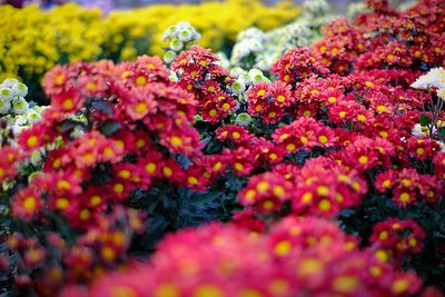 Close-up of flowering plants in park