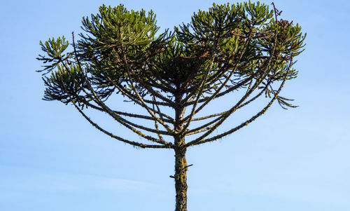 Low angle view of tree against sky