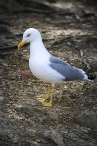 Close-up of seagull perching