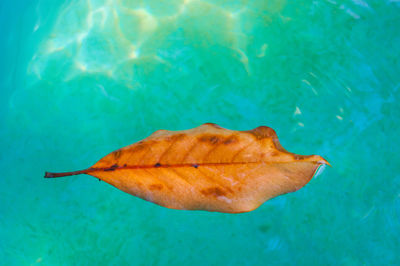 High angle view of fish swimming in sea